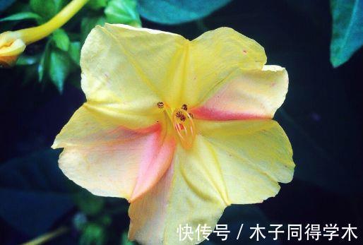 香水草|农历7月17号起,最适合养这些花,开花五颜六色,花朵清新优雅