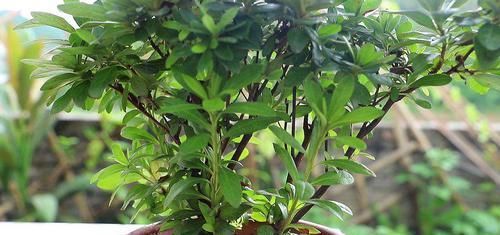  讲解|杜鹃花换盆大讲解，让你换盆不死苗