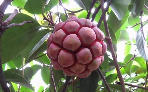 食物|人體怕早衰，堅持吃的食物，細膩肌膚，活血滋陰，誰吃誰變好