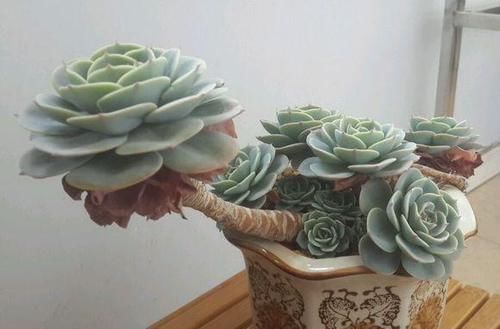 多肉|新手养多肉植物，了解掌握4个要点，保准养一个旺一个