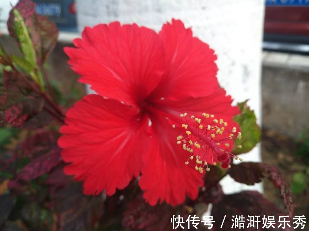 “3种花”有争议,有人说它不吉利,有人说它好寓意,你觉得呢?