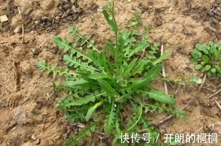 野草|猪都不愿吃的野草，原来是名贵药材苦麻草也叫“护肝草”