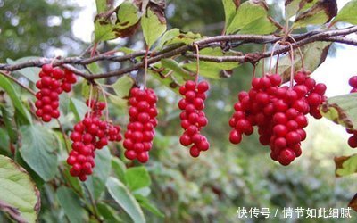 一把五味子，养生大功效7大顶级妙用，有病祛病，无病强身
