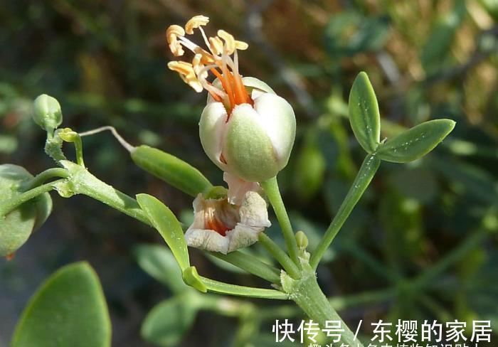 干旱|超可爱的驼蹄瓣,能结出五彩果实的冷门多肉