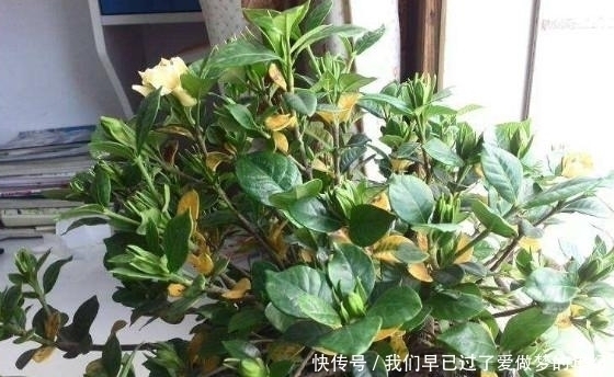 叶子|想要养好栀子花,做对一件事,叶子再不黄,还能多开花