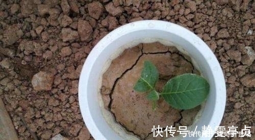 最不适合养花的几种土壤,千万不要用,否则黄叶烂根养不活
