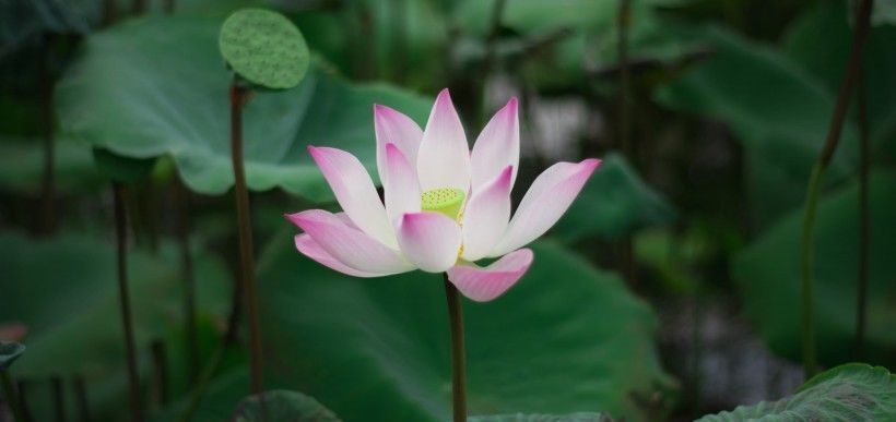 理想主义|下个月,缘分与桃花翘首凝望,收获爱情余生幸福的4大生肖