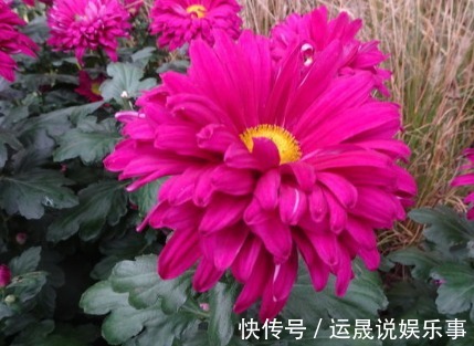 盆花|新手养花，不如养盆花中精品“盘龙目莲”，花色艳丽，百花齐放