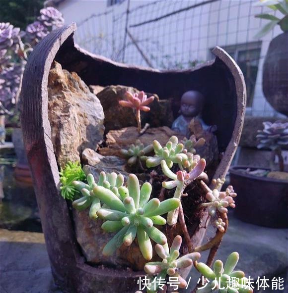 他养多肉,花盆“砸”破才种,长出来的多肉比老桩美,太有创意!