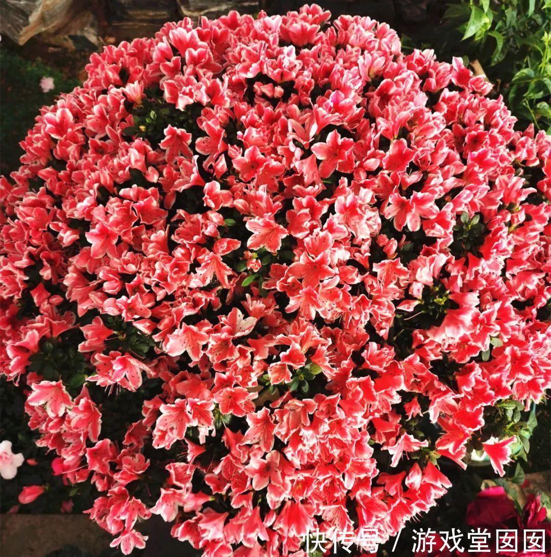 给花喷点它，叶片油绿茂密，花苞嘟噜噜冒出来