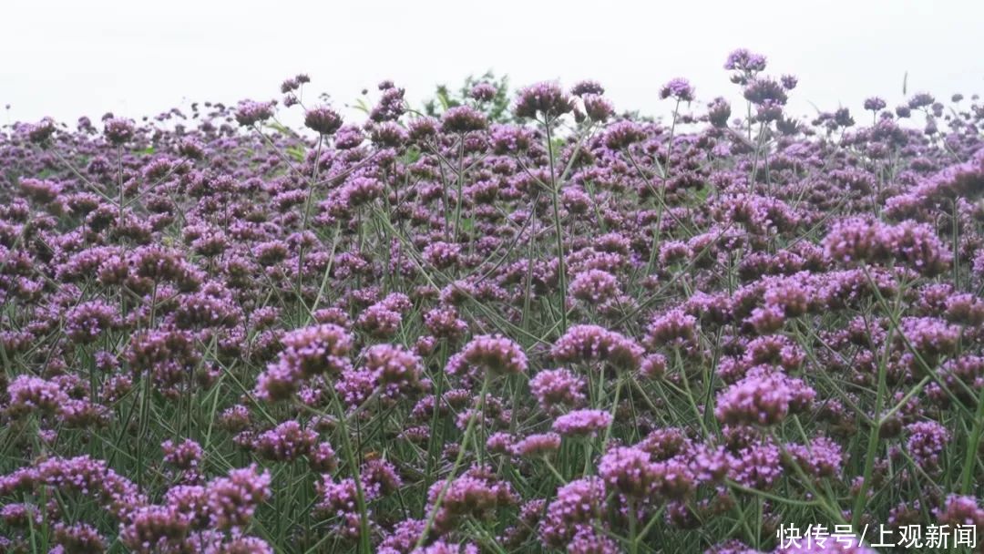 周浦花海 100亩柳叶马鞭草已盛开！如梦似幻的紫色浪漫等你来打卡