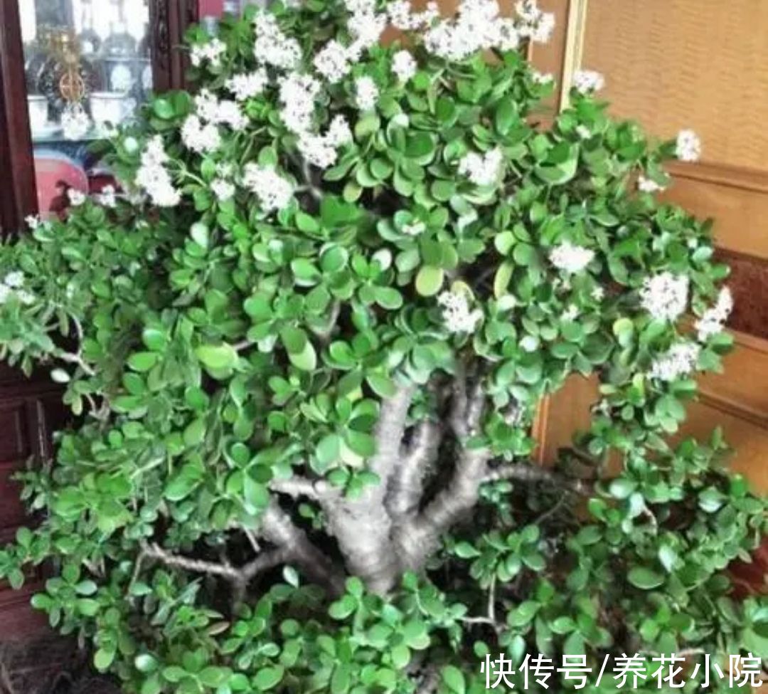 植株|天冷了，4种花要“穷养”，才能顺利过冬