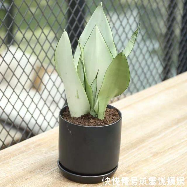 3种“懒人花”,最怕”水大“,”旱“字记心头,盆盆枝繁叶茂!