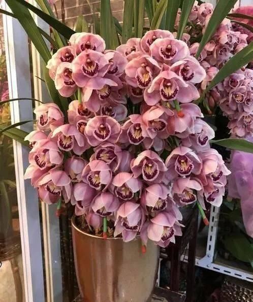 入手|这6种“兰花”,价格便宜好管理,开花如瀑布般美丽,值得入手