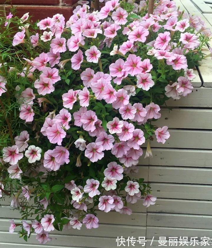 雄蕊|3种花不用“扦插”,花开完等俩月,半年变成“养花大户”!