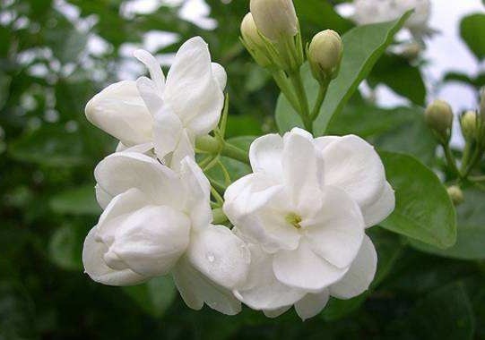 养这些花朵易成活,随便一扦插,一盆繁殖多盆,花色艳丽