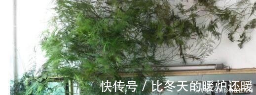 发财树|文竹、发财树，用这“水”养一养，一窜2米高，再也不黄叶！