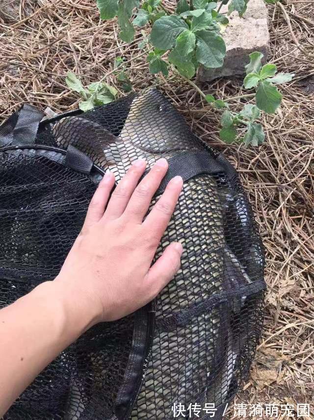 饵料|野生鲤鱼不好钓?钓的时候多一个步骤,再狡猾的鲤鱼也忍不住咬钩