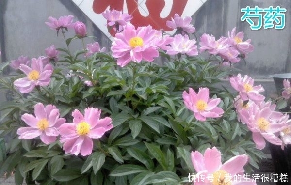 一种可与牡丹相媲美的花,长得像牡丹花,被誉为“花中宰相”