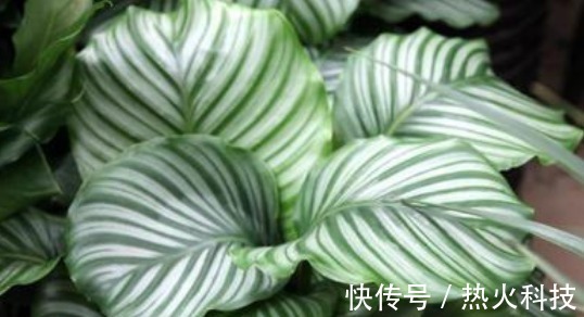 这3种花最怕阳光，越阴凉越生长的旺！阳光晒反而活不长