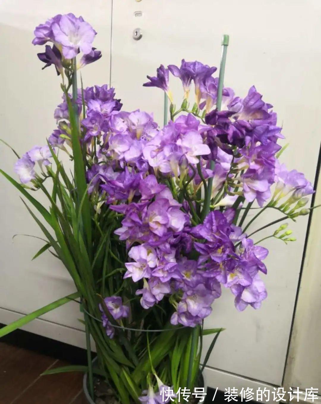 芦荟|8种花像“老母猪”，种一棵，生一窝，多得没地方养