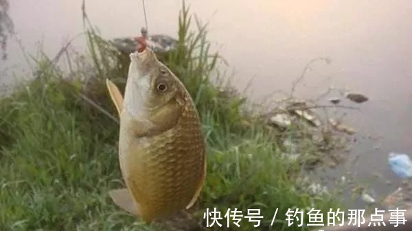 洄弯处|2月野钓别乱来,只要用上5字秘诀,钓上来的全是大野鲫
