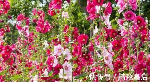 养花就养这几款,全年开花不停,颜值高,随便一养成花海!