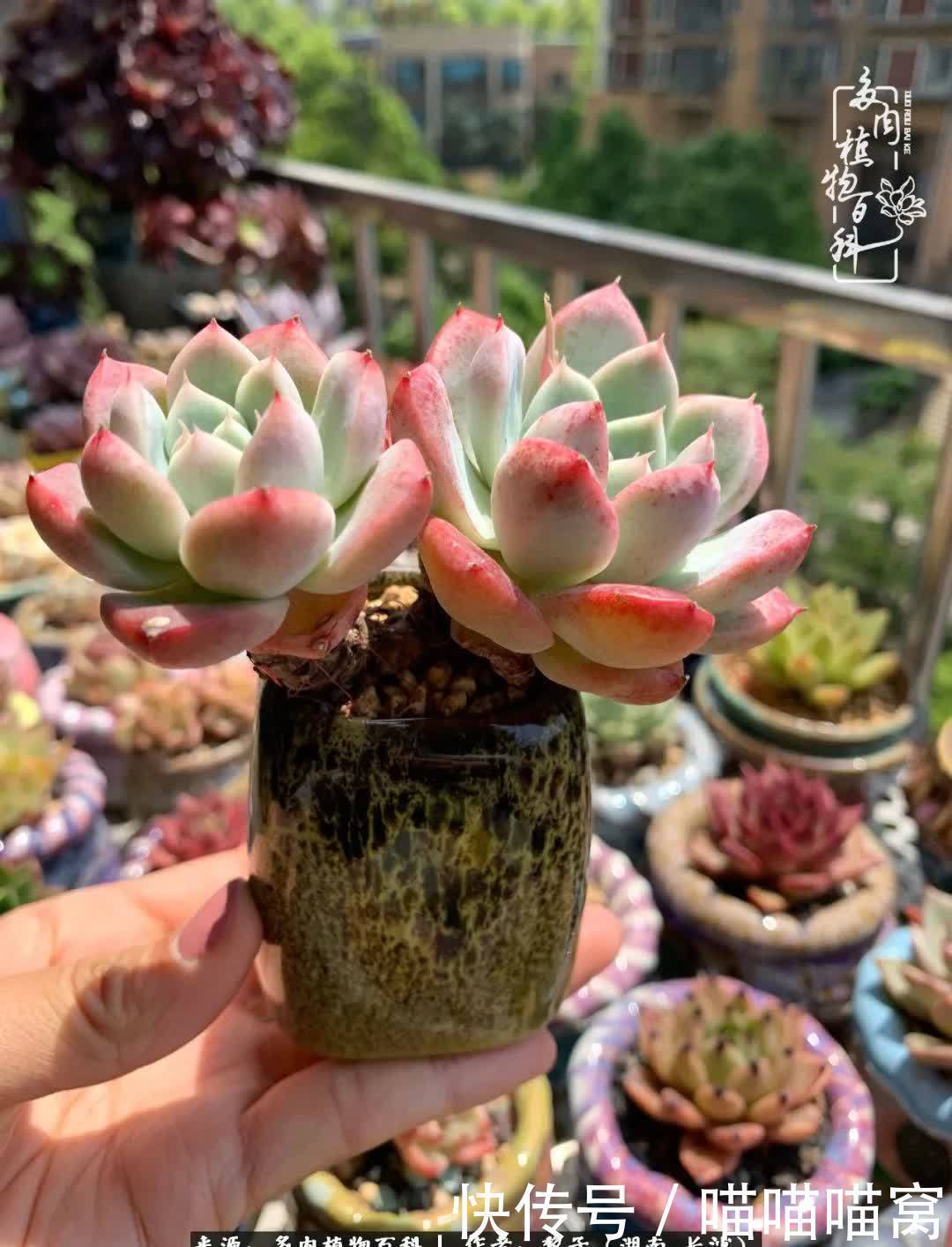 最温暖不过人间烟火,来自逆挂区的多肉!