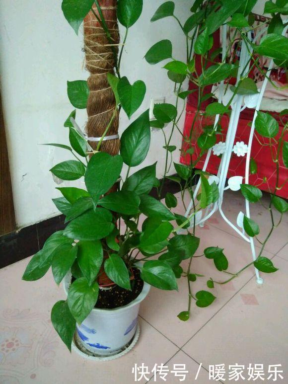 大姨|大姨养绿萝,老喜欢往村里跑,捡了2袋料,绿萝美成绿姑娘