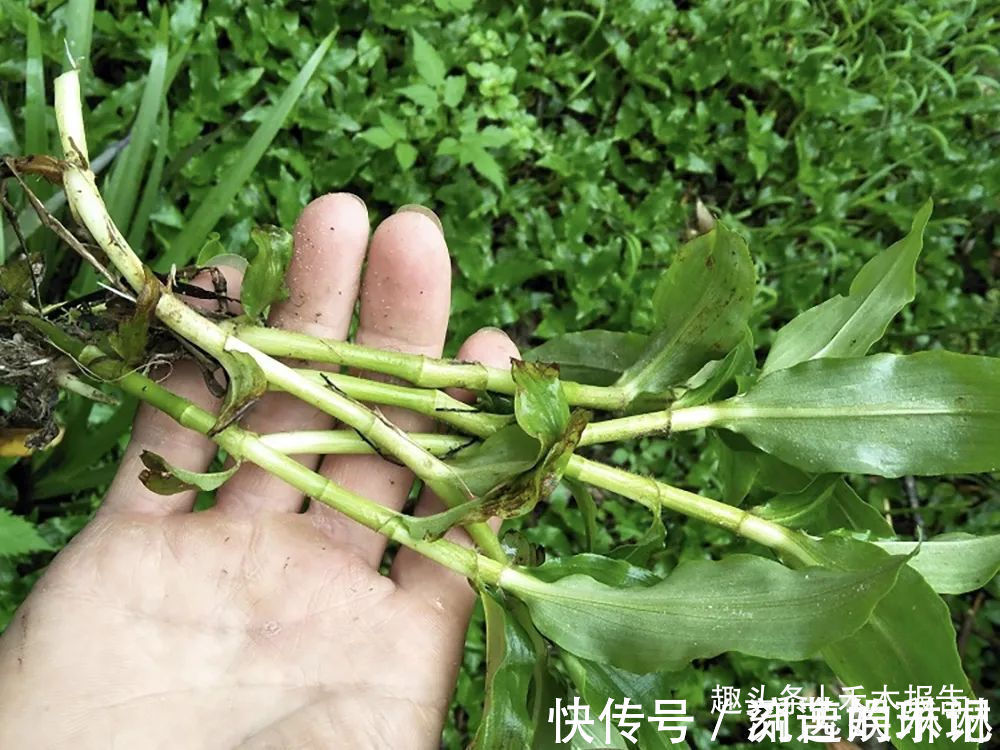 竹叶|俗称“癌草”,价值很珍贵,用来炖豆腐是一绝,可别当杂草除掉了