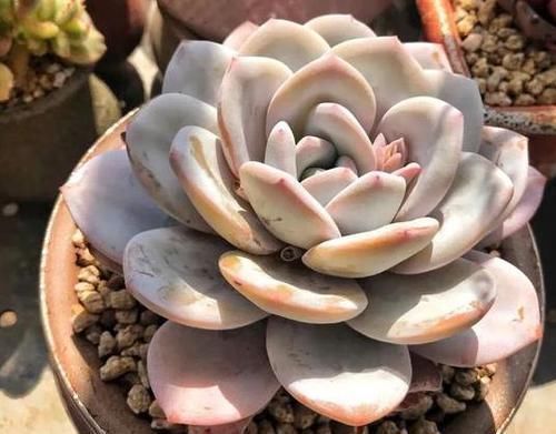 砰砰疯长的多肉植物 该如何养出好状态用它补水上色贼快 粉紫色 砰砰疯长的多肉植物 该如何养出好状态用它补水上色贼快 粉紫色