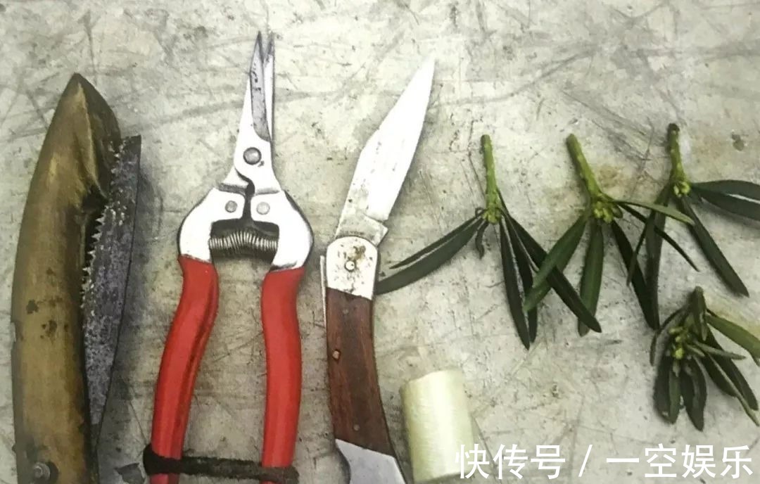 台友们|罗汉松芽接案例分享,台长教你玩出别出心裁的岭南盆景!