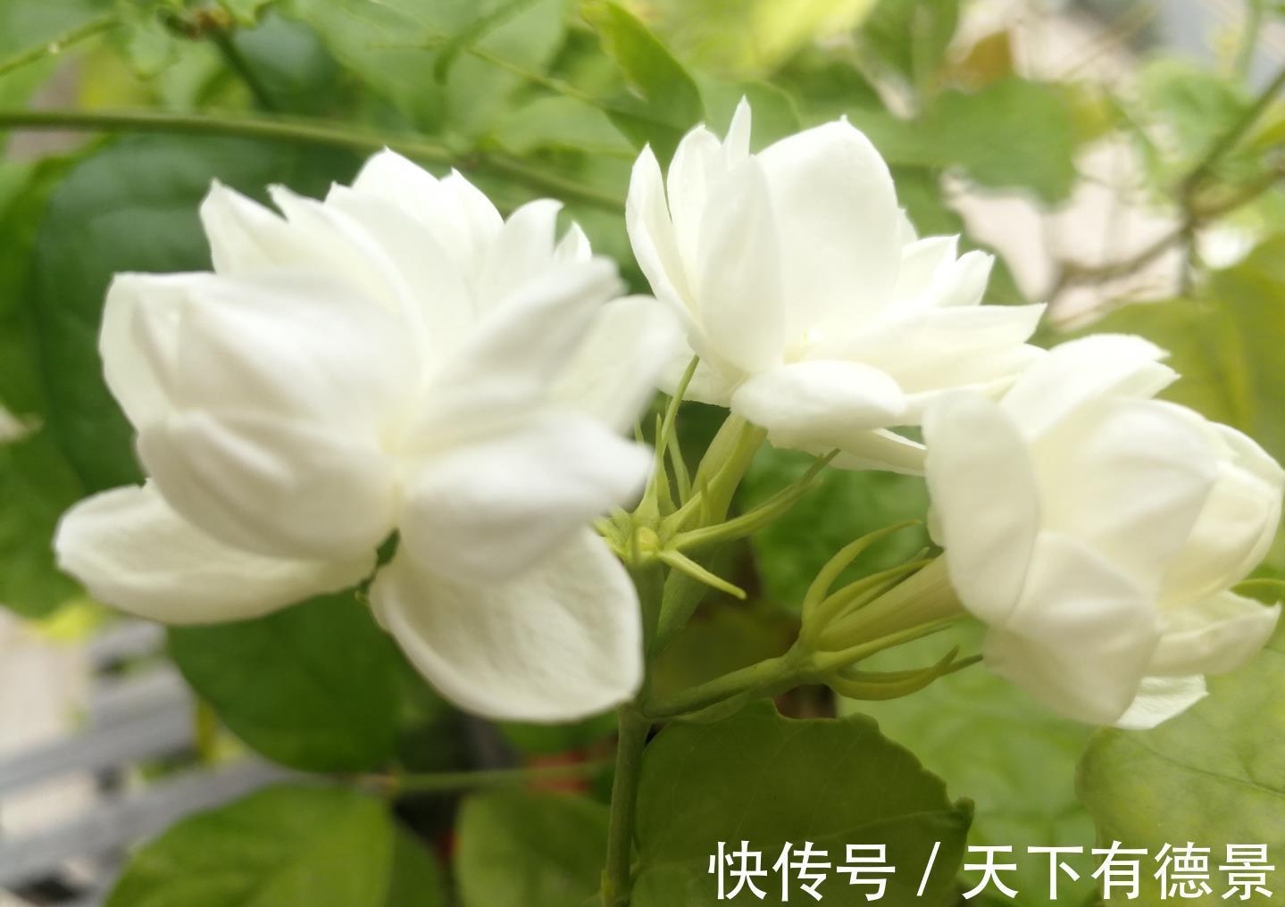茉莉花|茉莉花释放“三信号”，果断剪一剪，花苞咕噜冒，一次绽放上百朵