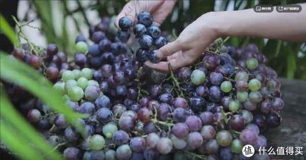 当心|看了网红自酿葡萄酒蠢蠢欲动？当心误伤了自己！
