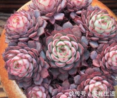 肉肉|为何别人的肉肉轻松就爆盆,原来他们种了这种会生“宝宝”的多肉