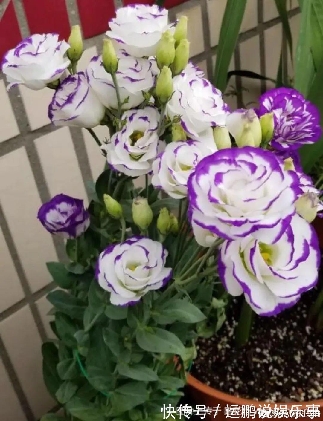 三角梅|30种夏天花,热不死、晒不死,大半年都开花,还没病虫害