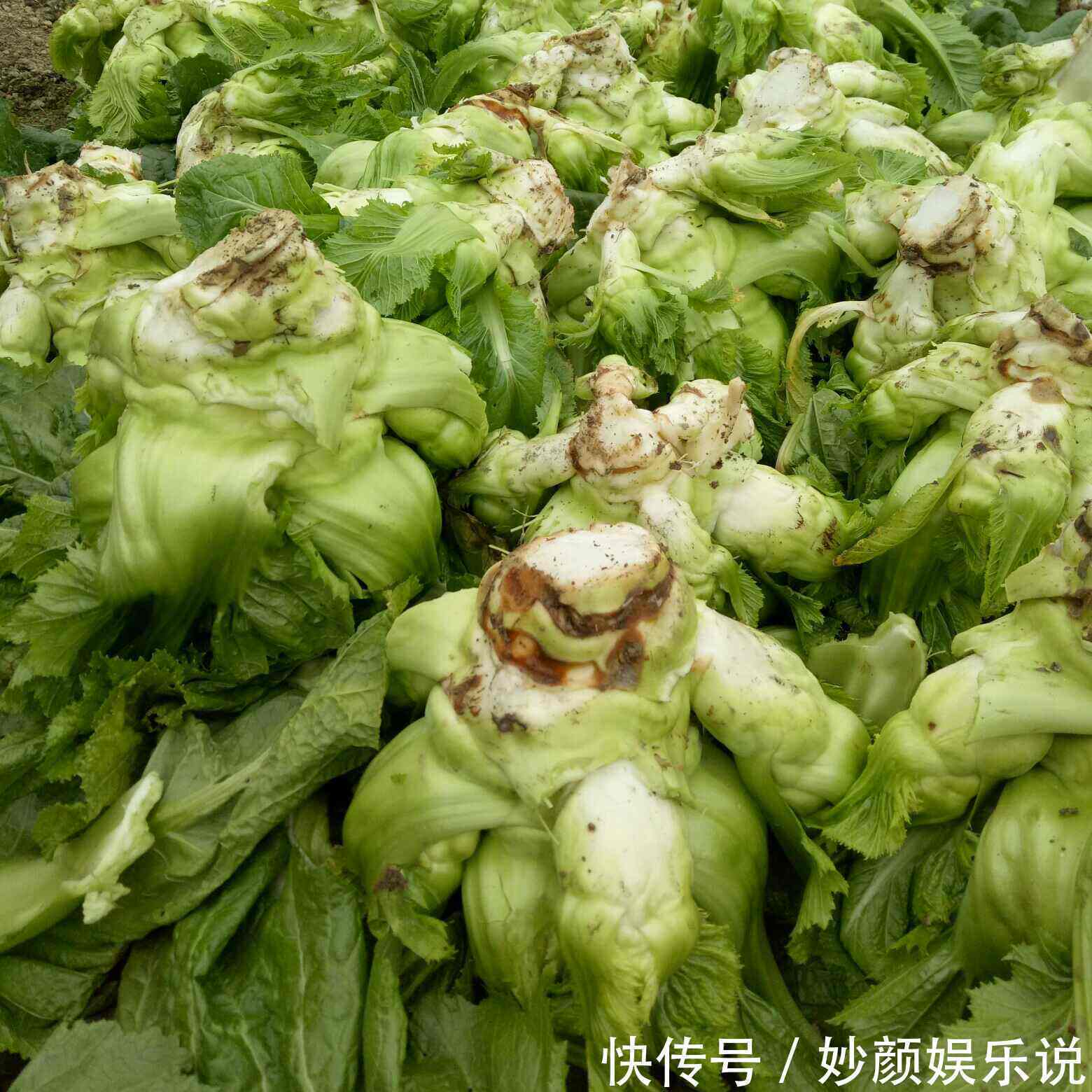 人称“母子菜”，口味清香炒肉是一绝，不知有那么多作用，可种吗