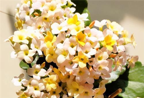 浇水|长寿花不现苞?直接“放大招”,花苞直冒,开花不断大半年