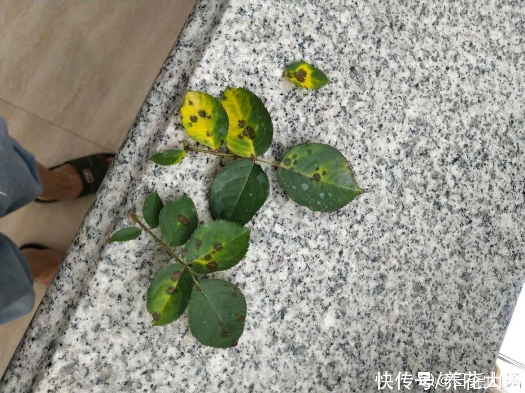 4月养花病虫害，白霜、黑斑、黄点儿···再不治就死光了