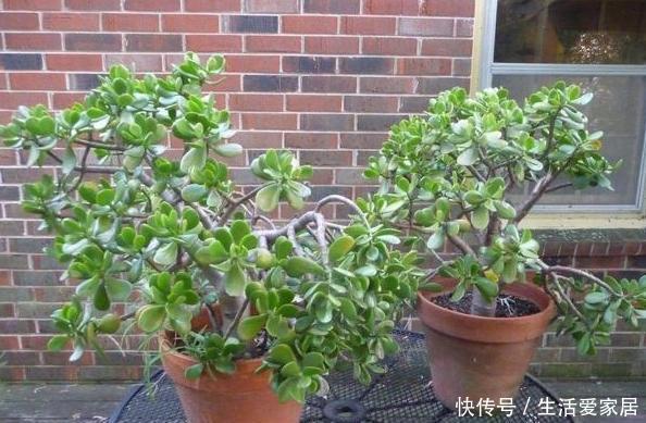 浇水|养花高手盆栽花草存在这3坏习惯要趁早改,迟了植物就遭殃