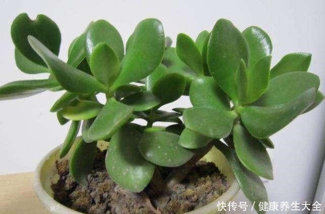 养玉树靠4步,秋日做对了,轻轻松松养出耐活老桩!