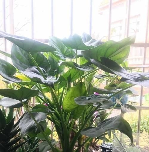 家庭养花,健康排在第一位,四种树随便放一种,吸甲醛效果强