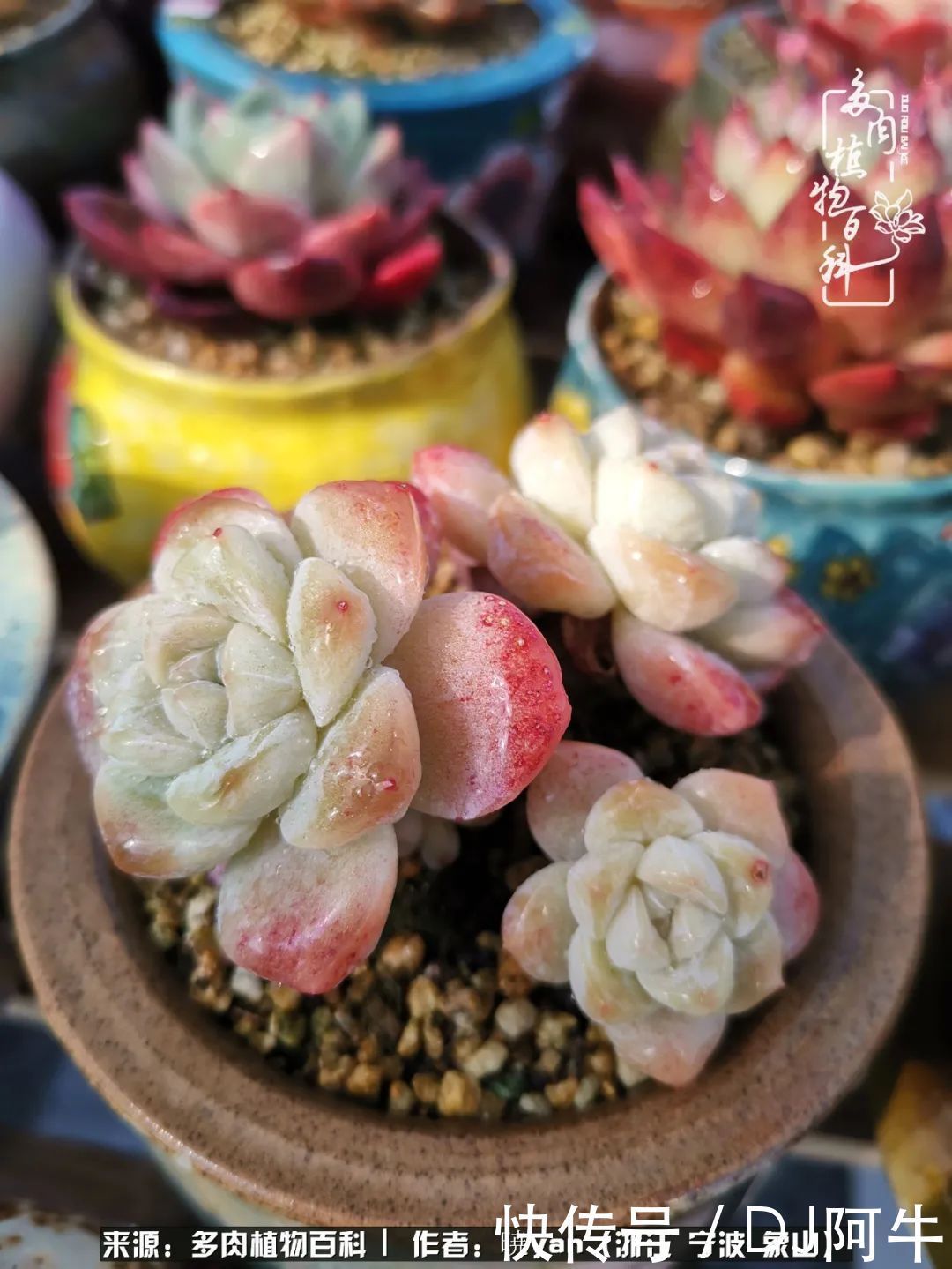 入多肉坑八年,始于初心,一切但求无愧于心