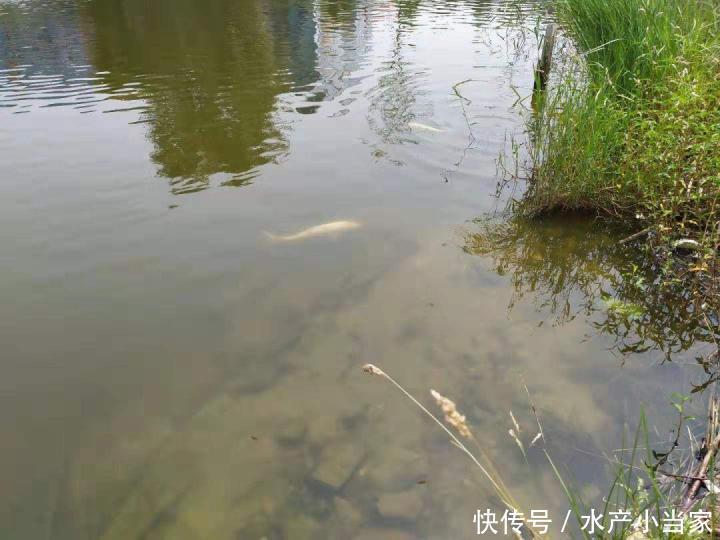 鱼药的正确使用方法,千万不要这样做,会伤整塘鱼!