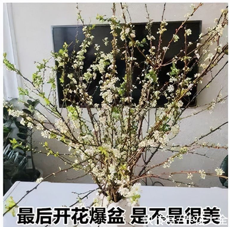 1种花叫“雪柳”,剪几根枝插水里,7天长叶,一个月开花,绝美