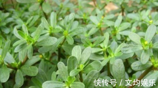 葡萄|女性不想脸上爬满皱纹,常食4种食物,美容养颜,美容抗衰老