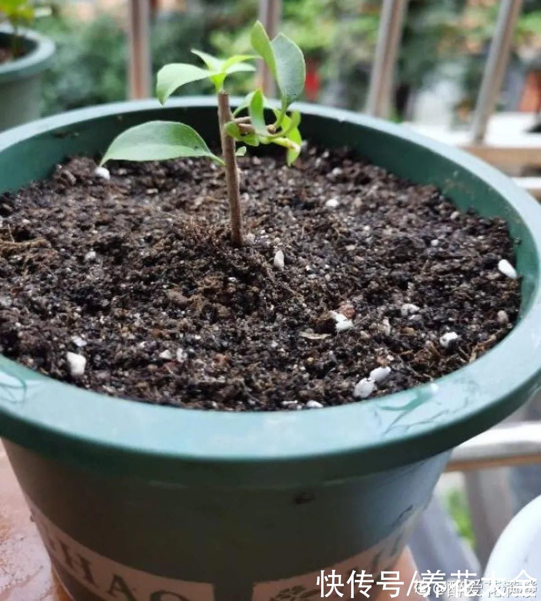 休眠|7种情况不能施肥,像毒药一样,浇完花就烧死