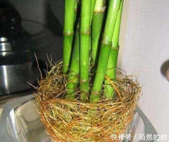 富贵竹生长有个“小开关”,用一次叶子绿油油,再没黄叶!