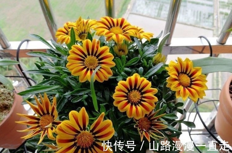 蜂蜜|最容易开爆盆的花朵,并且超级好养,开花勤又爆盆,花开美艳动人