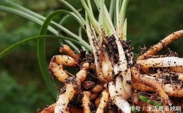 养好兰花的口诀,书本上学不到的经验,喜欢就收藏吧!